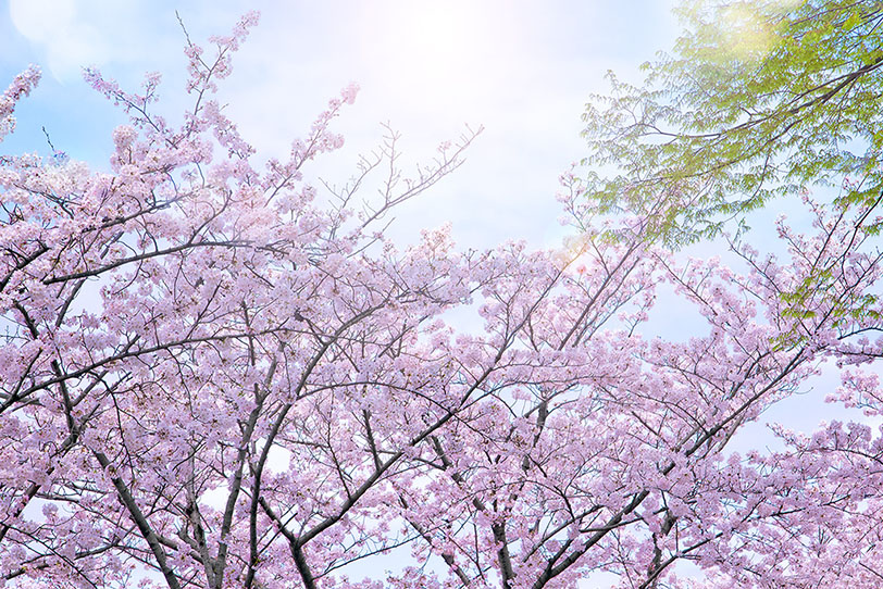 素肌